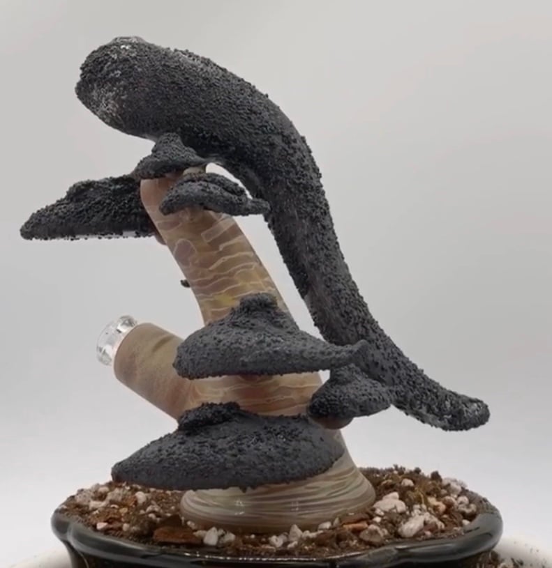 Bonsai #8