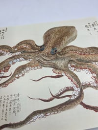 Image 3 of Fishes of Edo