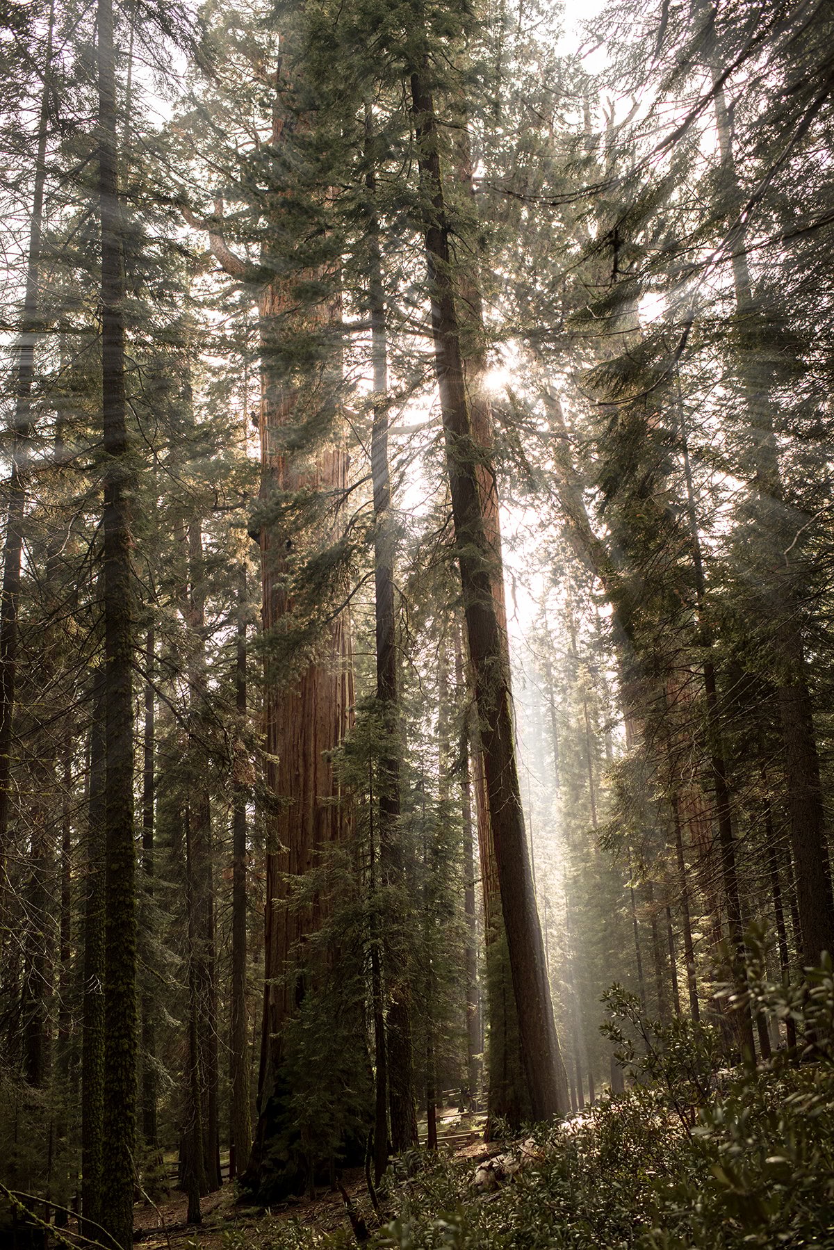 General Sherman