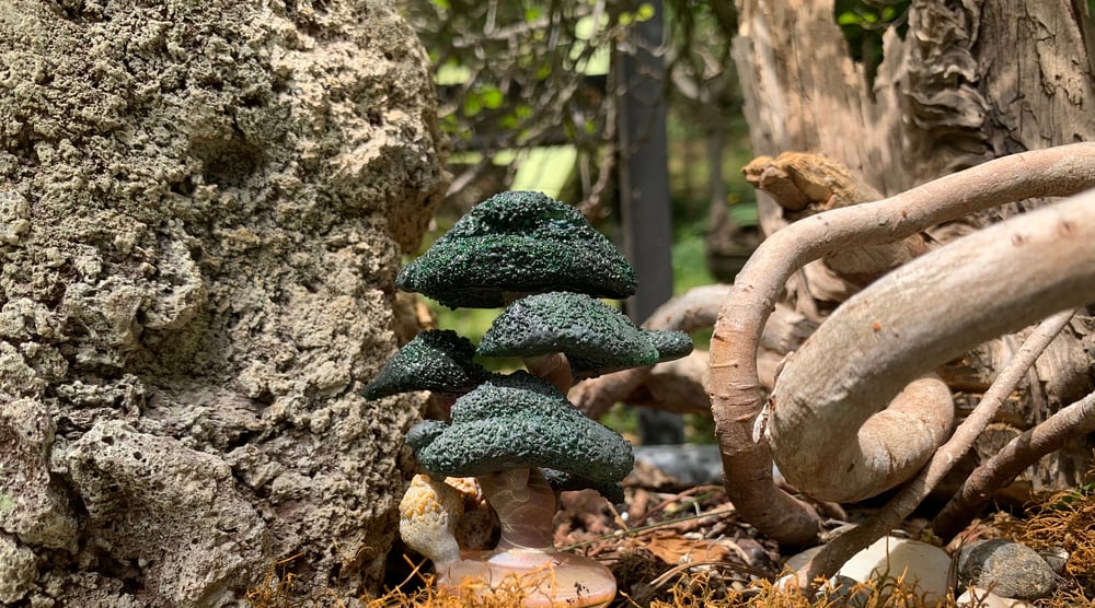 Bonsai Bubble Cap #1 