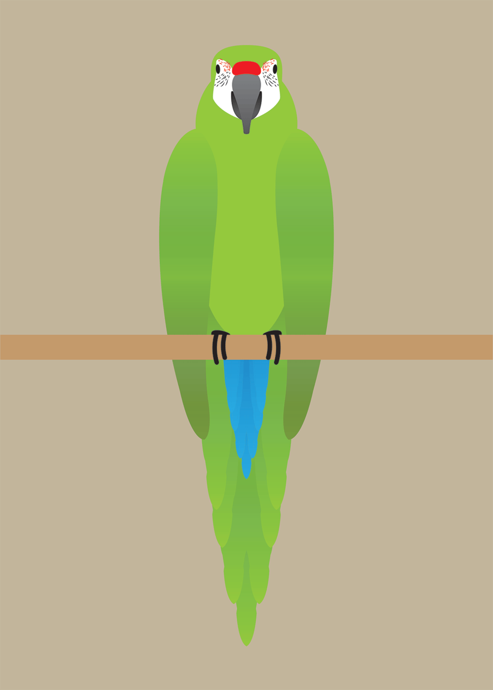 Macaw Collection