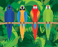 Image 1 of Macaw Collection