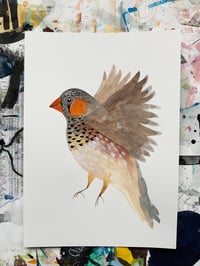 Image 2 of In Flight - Zebra Finch