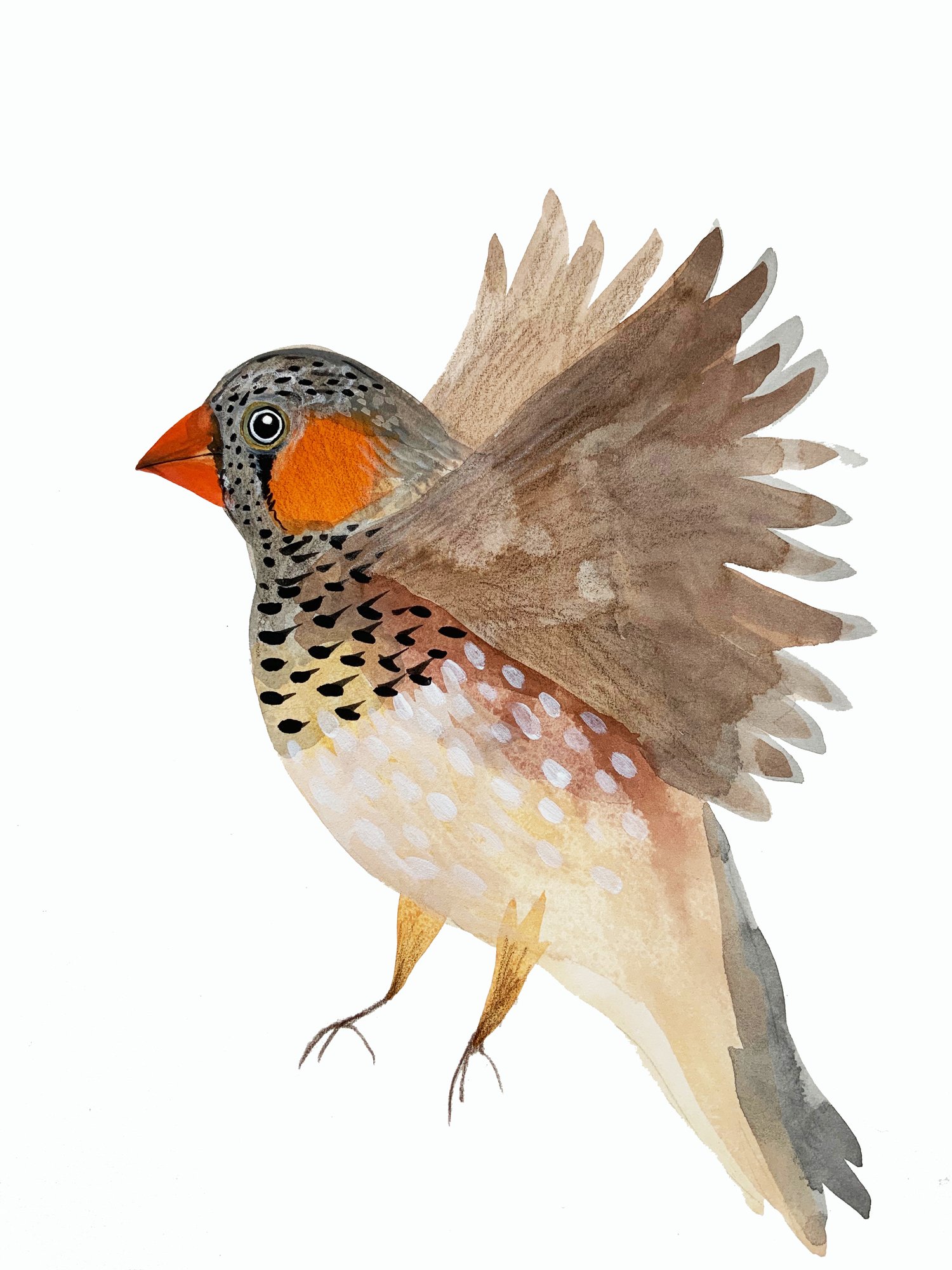 Image of In Flight - Zebra Finch