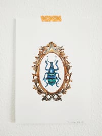 Image 4 of Framed Weevil Beetle Watercolor Illustration PRINT 