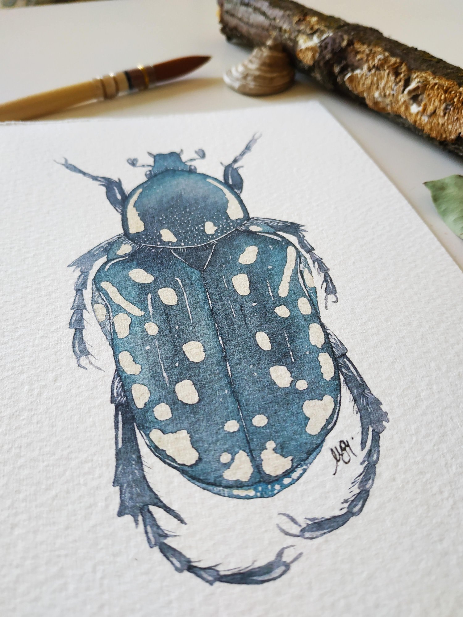 Image of  Oxythyrea cinctella Beetle Watercolor Illustration PRINT 