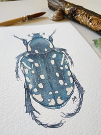 Image 3 of  Oxythyrea cinctella Beetle Watercolor Illustration PRINT 