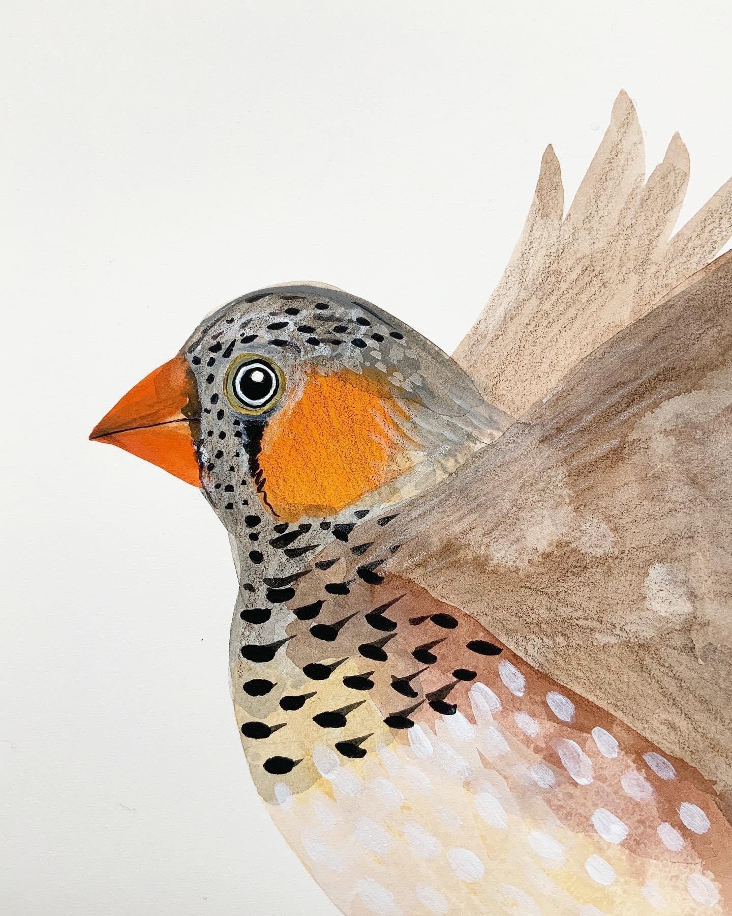 Image of In Flight - Zebra Finch