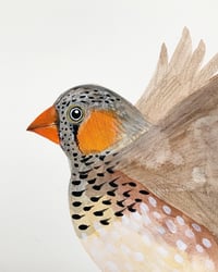 Image 3 of In Flight - Zebra Finch