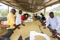 Image 3 of (New) Decaf Cascadia Blend "Fair Trade Organic" "Dark Roast Only"