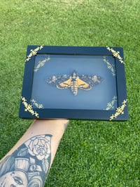 Image 1 of Death head moth 