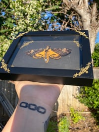 Image 3 of Death head moth 