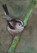 Image 2 of Long-Tailed Tit  