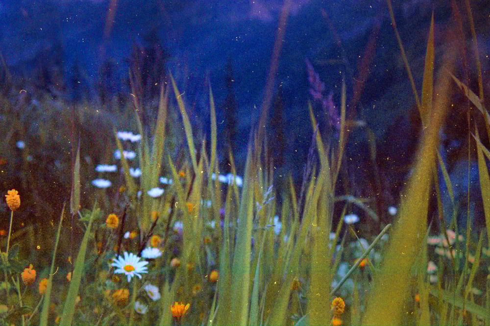 Image of Dark Meadow.