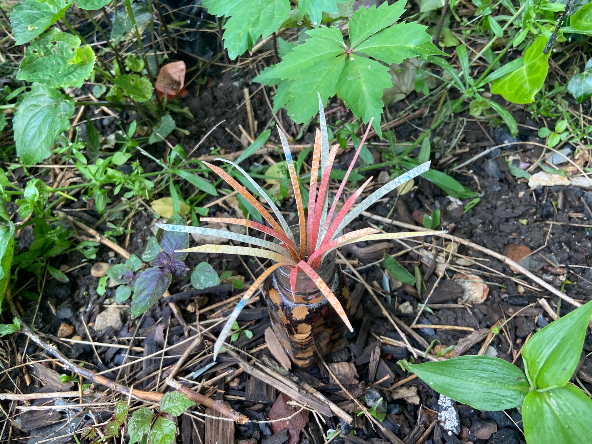 Image of Spider Plant