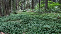 Image 7 of Oxalis (Redwood Sorrel) : Oxalis oregana