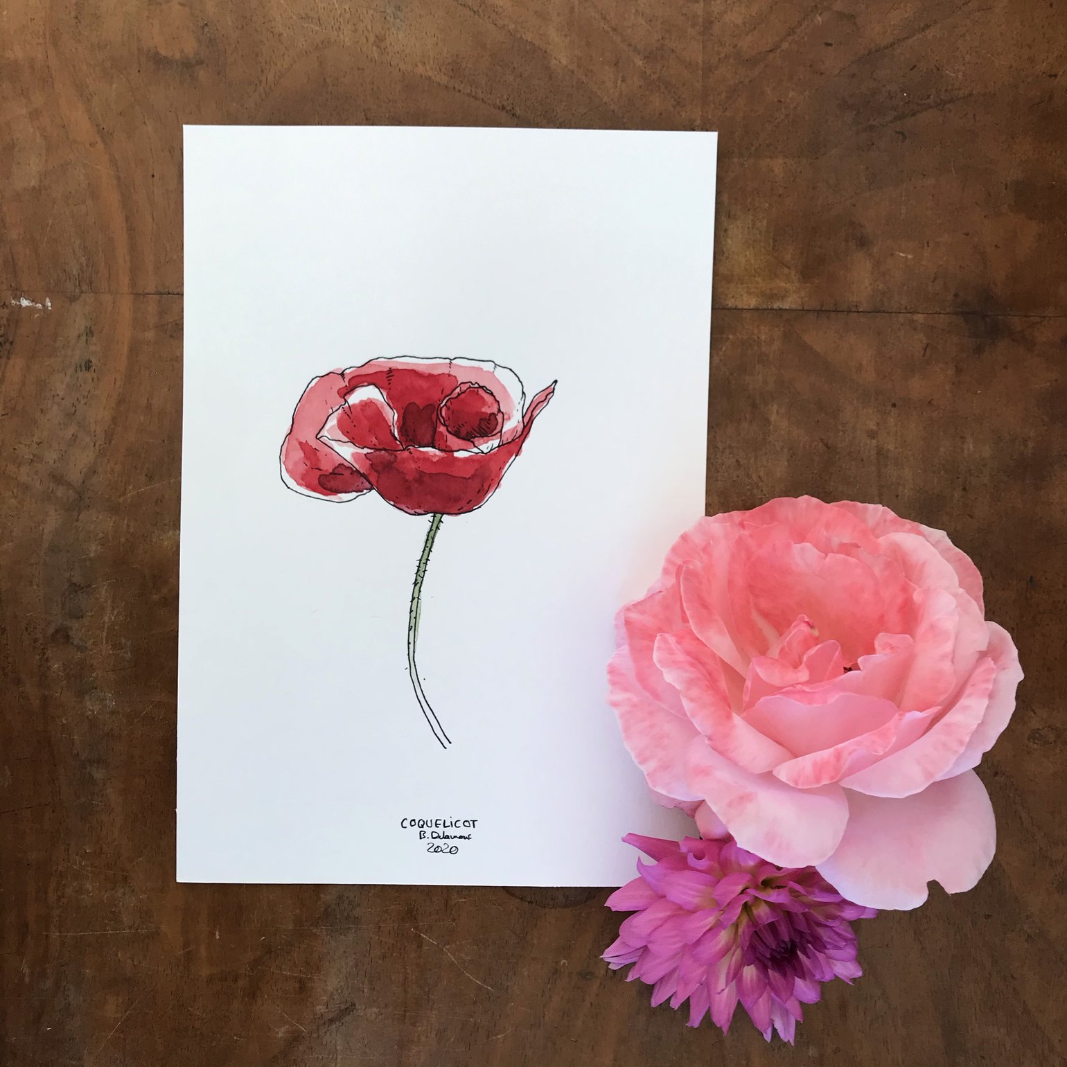 Image of COQUELICOT