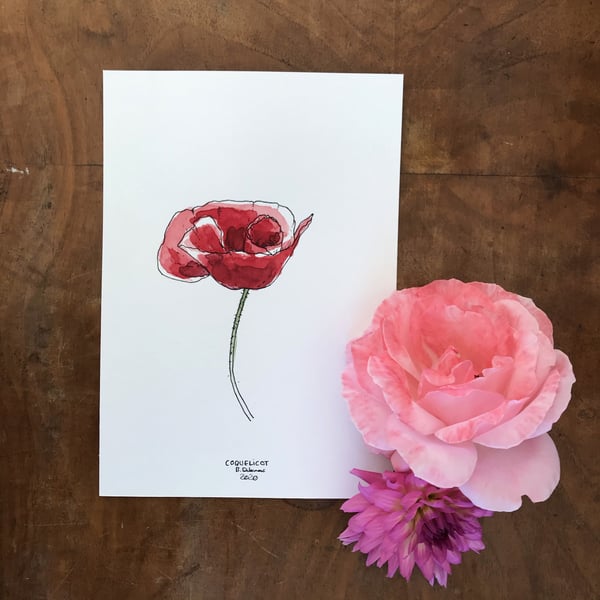 Image of COQUELICOT