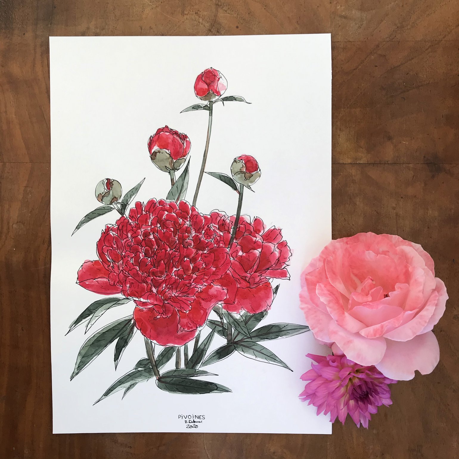 Image of PIVOINES