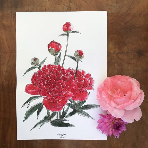 Image of PIVOINES