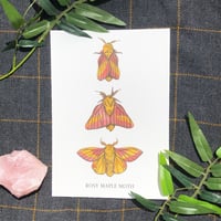 Rosy Maple Moth