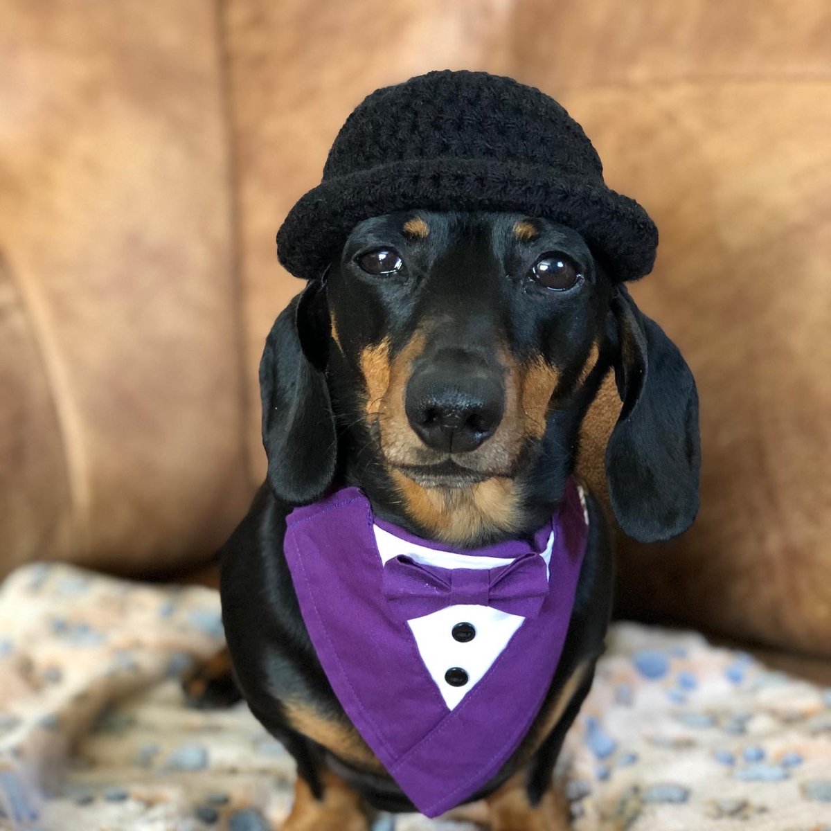 Snazzy Bowler Hat | Snazzy Sausage Dog Jumpers