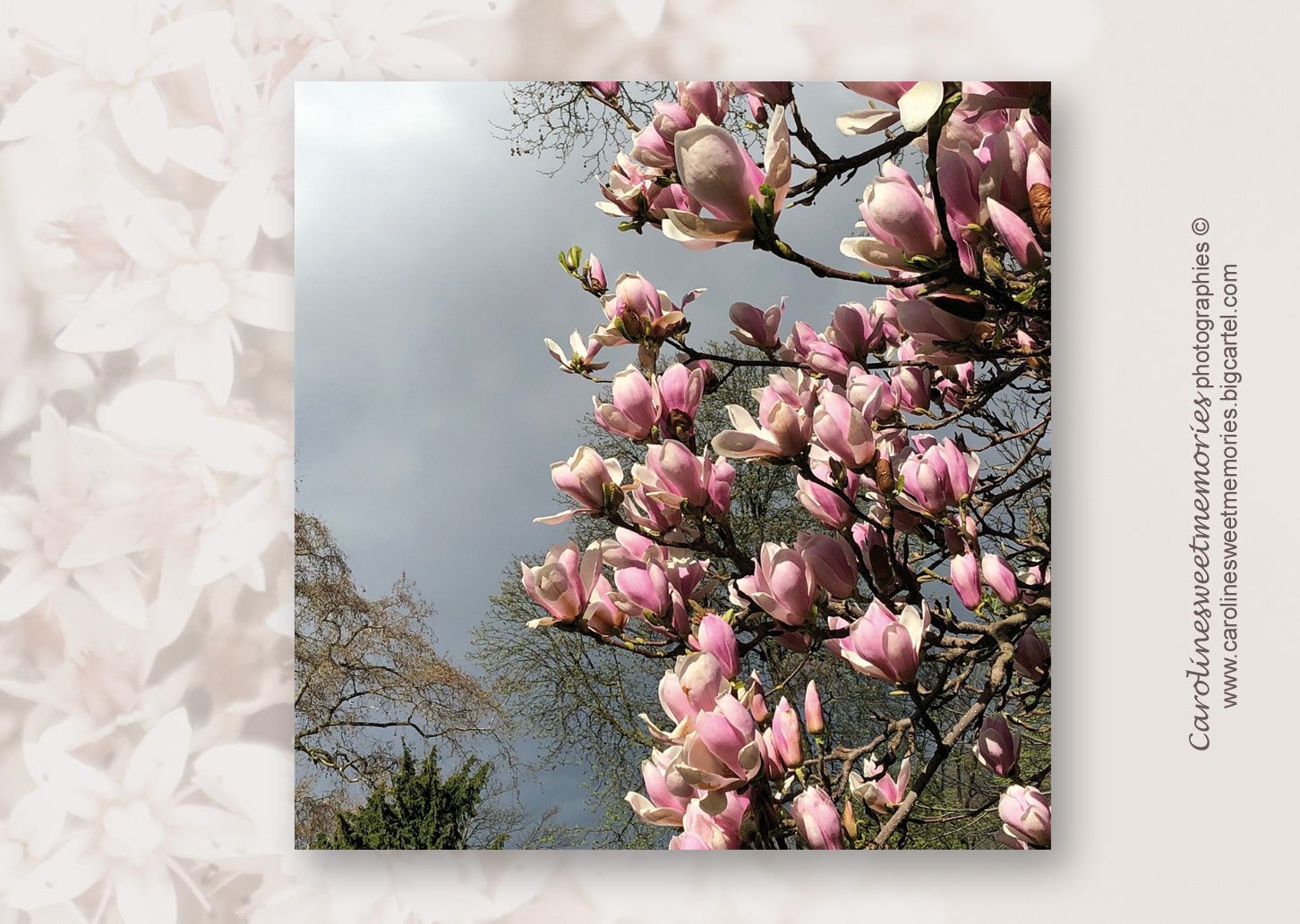 Image of Le magnolia en fleurs | carte postale