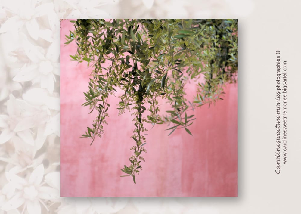 Image of Le mur rose et l'olivier | carte postale