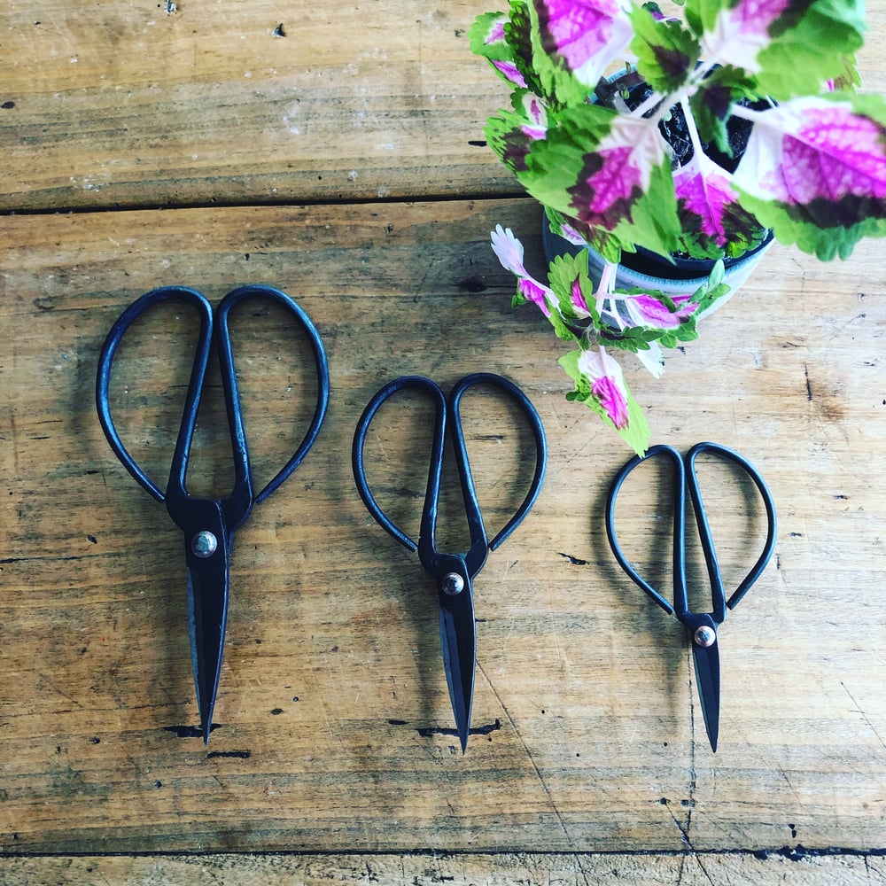 Image of Herb scissors - set of three 