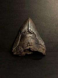 Image 2 of Megalodon Tooth