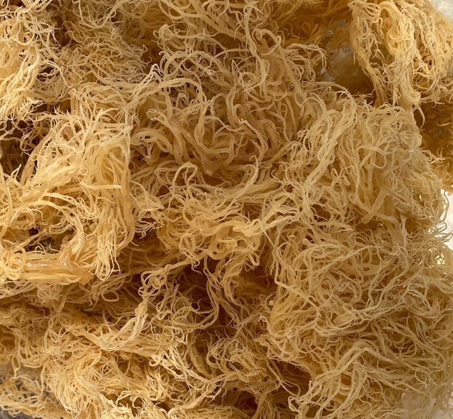 Sea moss (Clear)