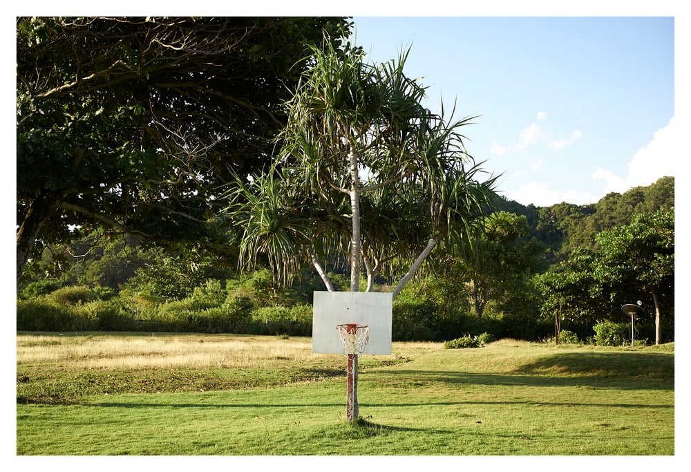 'Tropical Hoops'
