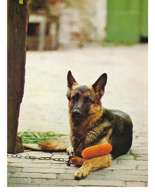 Image of 'COMMON SENSE IS A HUNGRY BITCH' - posters