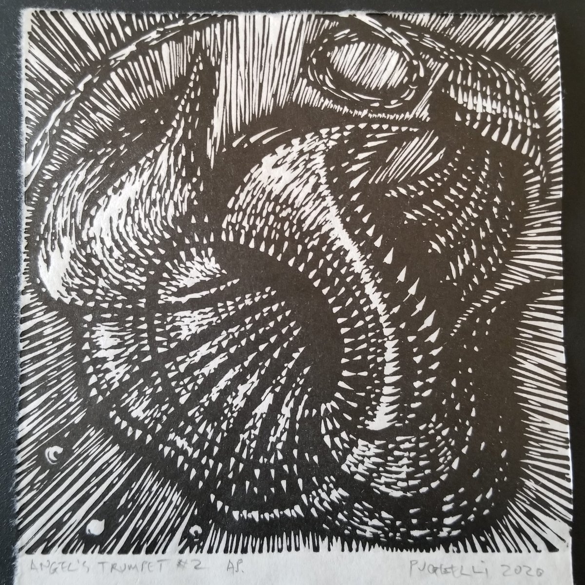 Angel's Trumpet version 2