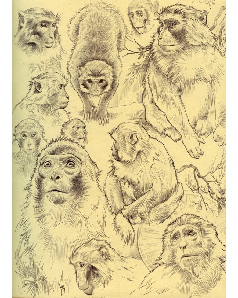 Image of Macaque Studies