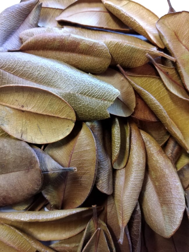 Caribbean Bayleaf  20g