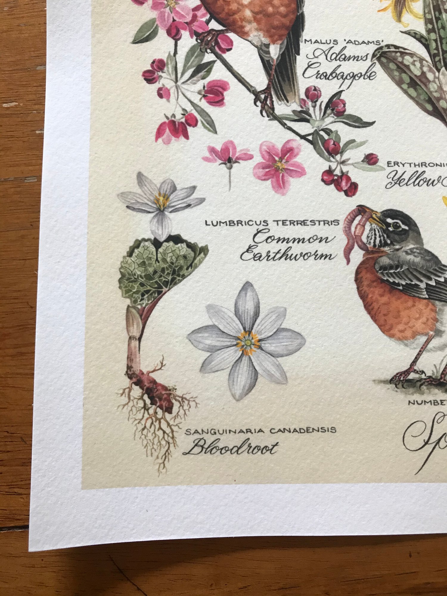 Image of Spring, Second in Season Series