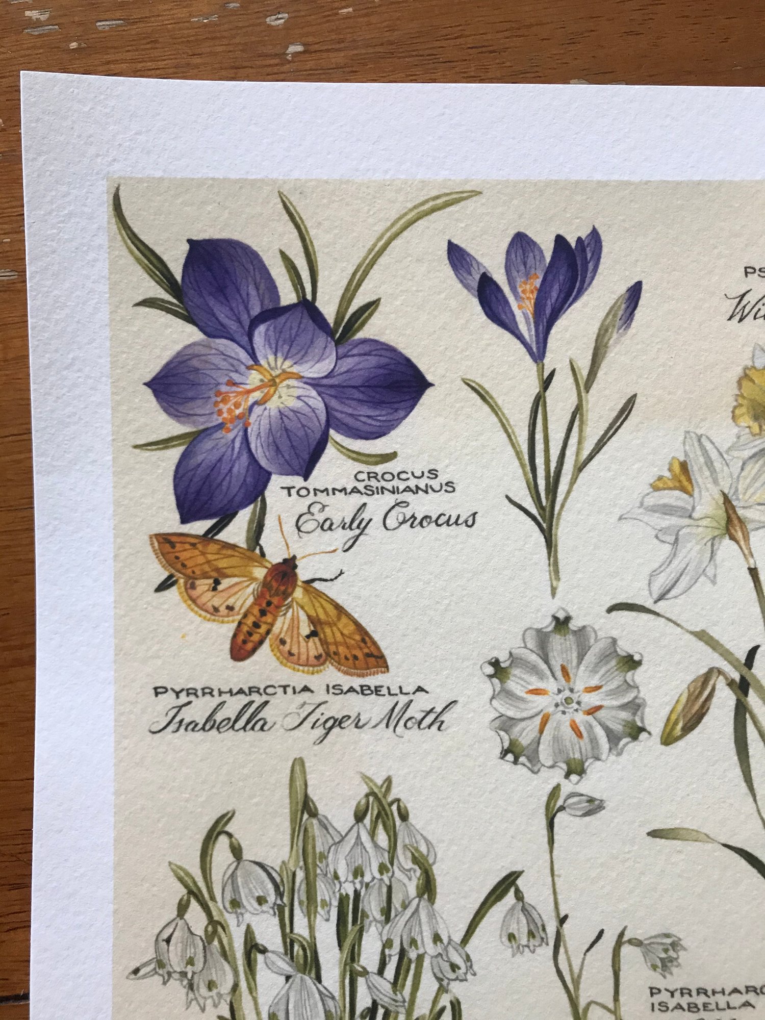 Image of Spring, First of Season Series