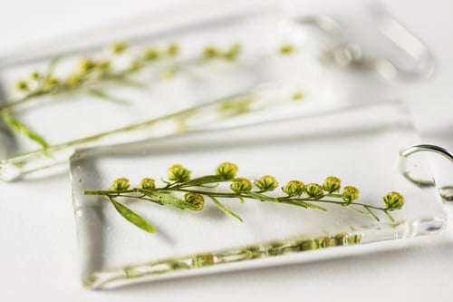 Image of Wormwood (Artemisia absinthium) - Pressed Earrings #2