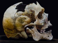 Image 2 of Human Skull