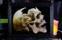 Image 1 of Human Skull