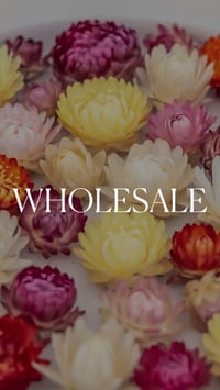 WHOLESALE Strawflower Heads (Mixed Colours) 