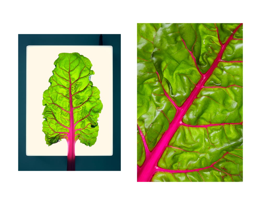 Image of Chard Study Diptych