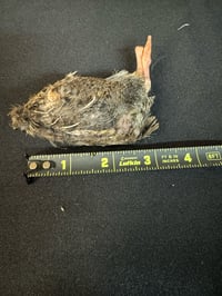 Image 1 of Medium Quail 