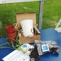 Image 3 of Grow Your Own Spider Plant Kit