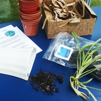 Image 2 of Grow Your Own Spider Plant Kit
