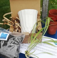 Image 1 of Grow Your Own Spider Plant Kit