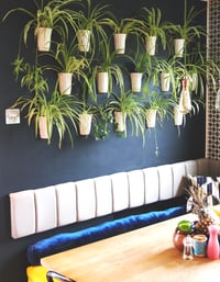 Image 4 of Grow Your Own Spider Plant Kit