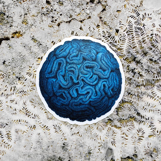 Image of Haeckel Brain Stone Sticker