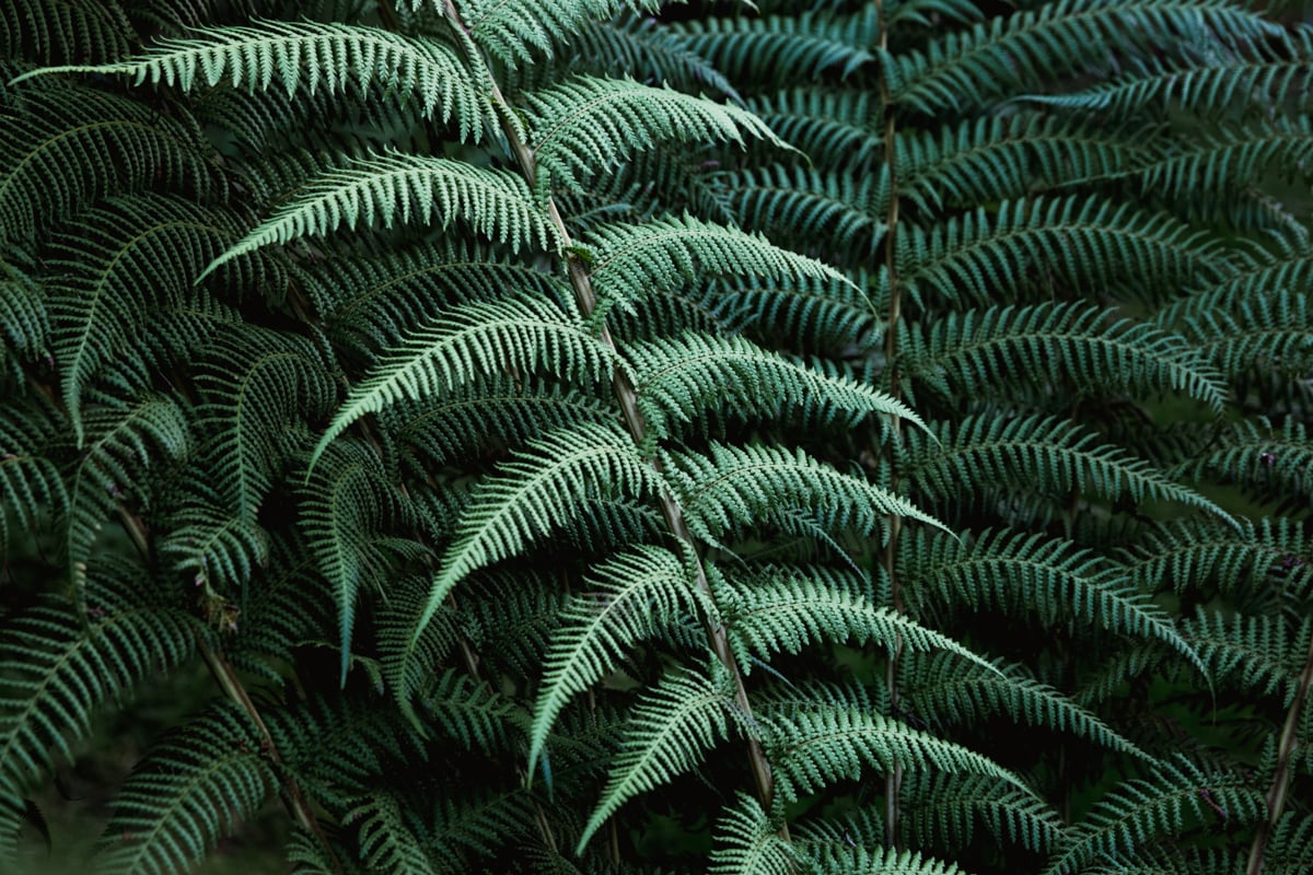 In The Dinosaur Forest